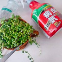 コナカイガラムシの駆除 対策 発生原因は 卵や幼虫の特徴は Greensnap グリーンスナップ