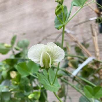 絹さやの花の投稿画像一覧 Greensnap グリーンスナップ