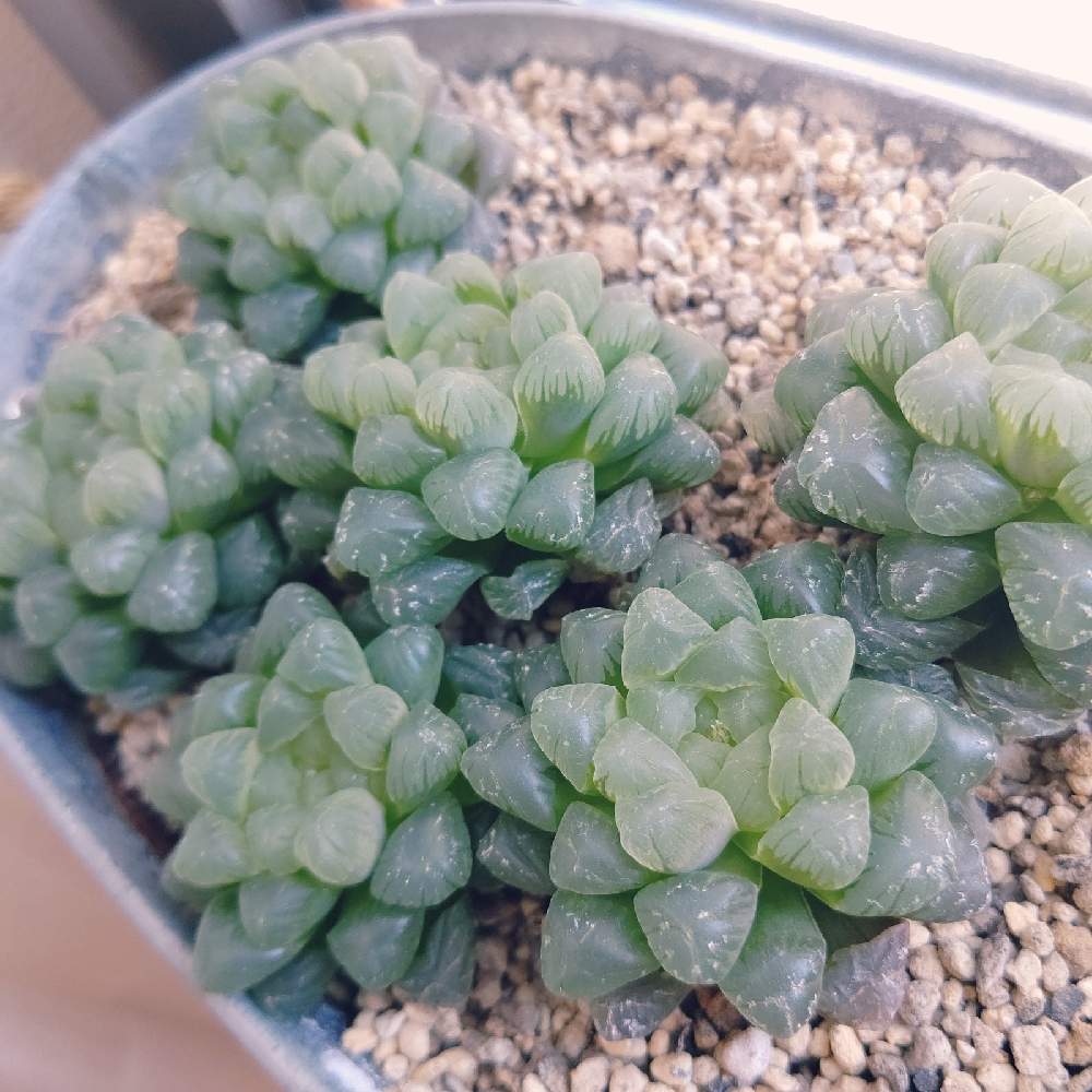 ハオルチア オブツーサの投稿画像 By ひーさん オブツーサ トゥルンカータとハオルチアと窓辺と多肉植物と株分けとわが家の多肉スペースとgs映えとgs日和とおうち園芸と植中毒と多肉女子とタニラーと成長記録とナチュラルスタイルと多肉寄せ植えと多肉植物と株分けと