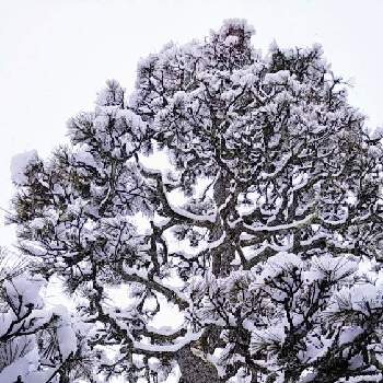 松の木の画像 by カンコさん | 松の木