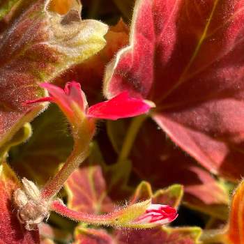 紅葉葉ゼラニウムの画像 by ALOHAさん | バルコニー/ベランダと紅葉葉ゼラニウムと蕾ちゃんと寄せ植えと元気に育ててますよとプランターお花と花のある暮らしと楽しみ〜とかわいいな♡