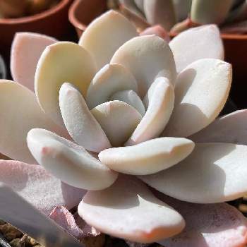 白い多肉の投稿画像一覧 Greensnap グリーンスナップ