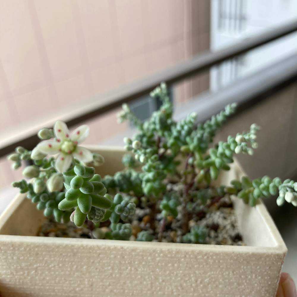 木立性ブレビフォリウム｜🍀GreenSnap（グリーンスナップ）