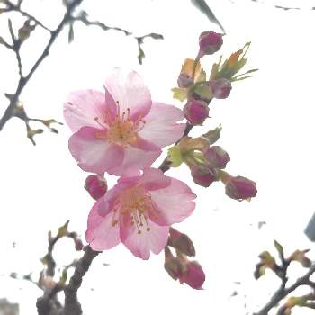 義父から託された庭の画像 by kaoringsさん | 広い庭と河津桜とカワヅザクラとガーデニング大好きと花のある生活とピンク❤︎ピンクと義父から託された庭とガーデニングと花のある暮らしと久しぶりの投稿と伊勢志摩