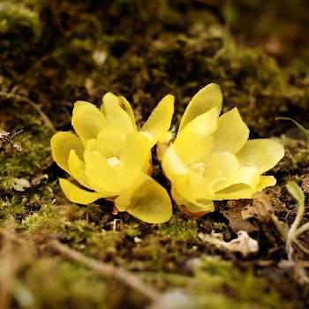 落ちた花の投稿画像一覧 Greensnap グリーンスナップ