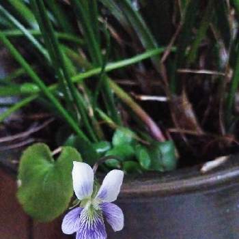 すみれの花の投稿画像一覧 Greensnap グリーンスナップ