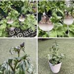 東京花壇の一覧 Greensnap グリーンスナップ