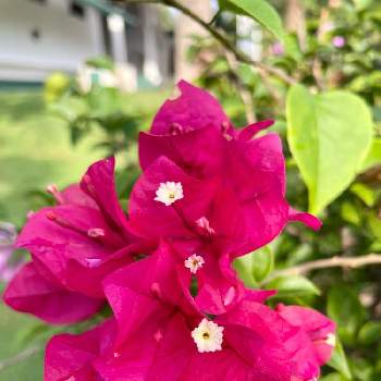 南国の花の投稿画像一覧 Greensnap グリーンスナップ