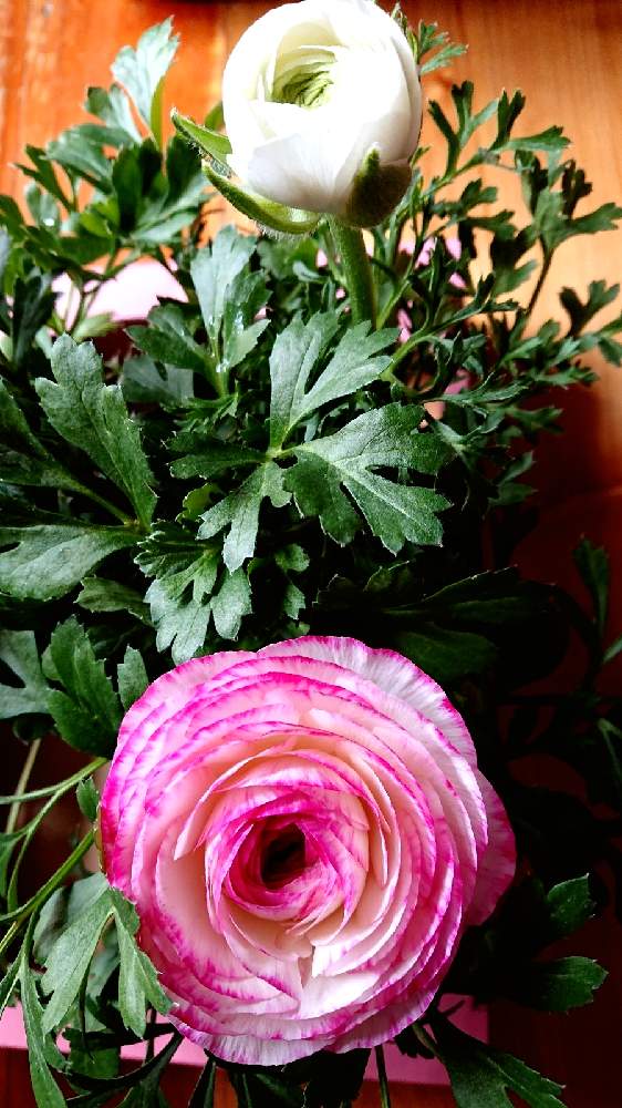 ラナンキュラスの投稿画像 By Shin 緑さん 部屋とラナンキュラス とコロナに負けるな とつぼみとまだまださむいねとフリフリ とラナンキュラス とコロナに負けるな とつぼみとまだまださむいねとフリフリ 22月2月日 Greensnap グリーンスナップ