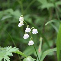 スズラン 鈴蘭 の育て方 球根や開花株の植え方は 植え替え時期はいつ Greensnap グリーンスナップ