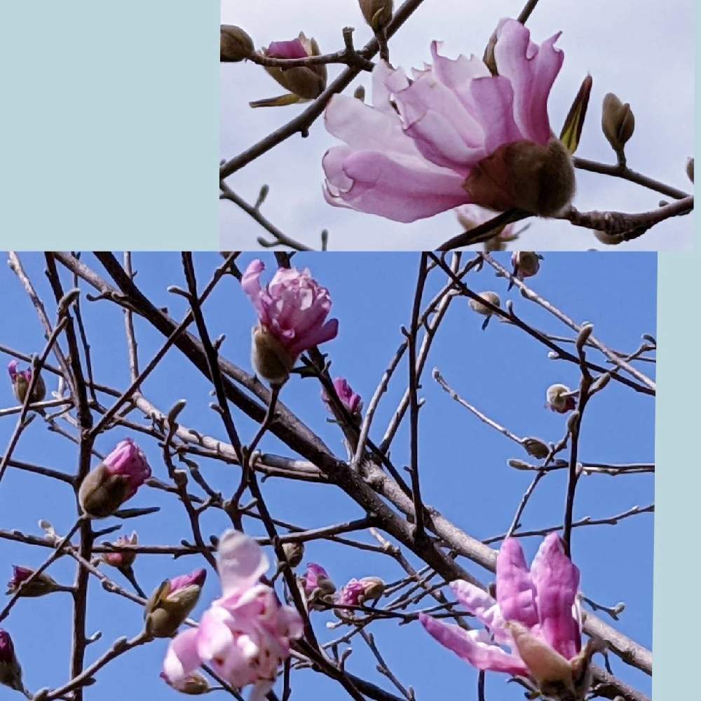 コブシの投稿画像 By 秋草さん ピンクワールドへ ようこそとコブシ とマグノリアと広い庭とピンクワールドへ ようこそとコブシ 22月2月日 Greensnap グリーンスナップ Greensnap グリーンスナップ