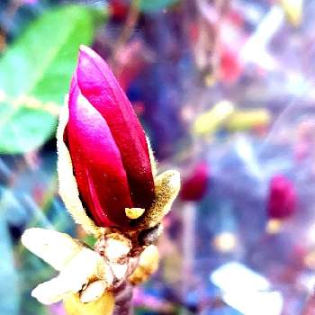 もくれんの画像 by so.raさん | お出かけ先ともくれんとマグノリアと花のある暮らしとご近所散歩ときょうのお花とふりそそぐ光のなかで