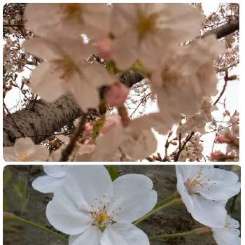 春色～の画像 by ヒロンさん | お出かけ先とソメイヨシノとさくら サクラ 桜と♯コラージュとお出かけと桜 ソメイヨシノと花木とさくら 桜 サクラと今日のお花と月曜日の癒しとあっ月曜日と純白と春色♪とほんのりピンクと春色と月曜日の朝と純白マニアと春色～と写真加工アプリときょうのお花と淡路市静の里と南あわじ市(広田梅林)