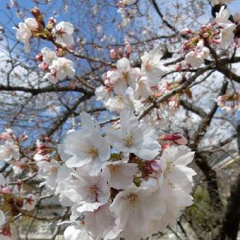 日本原産の投稿画像一覧 Greensnap グリーンスナップ