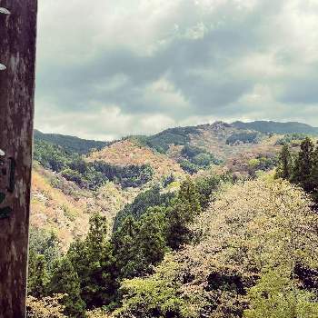 奈良県の画像 by リボンの騎士さん | お出かけ先とソメイヨシノと寺院と今日のお花と奈良県
