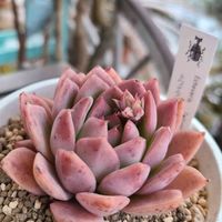 多肉大好き,癒される,園芸屋たなか,多肉女子,出勤前のお楽しみの画像