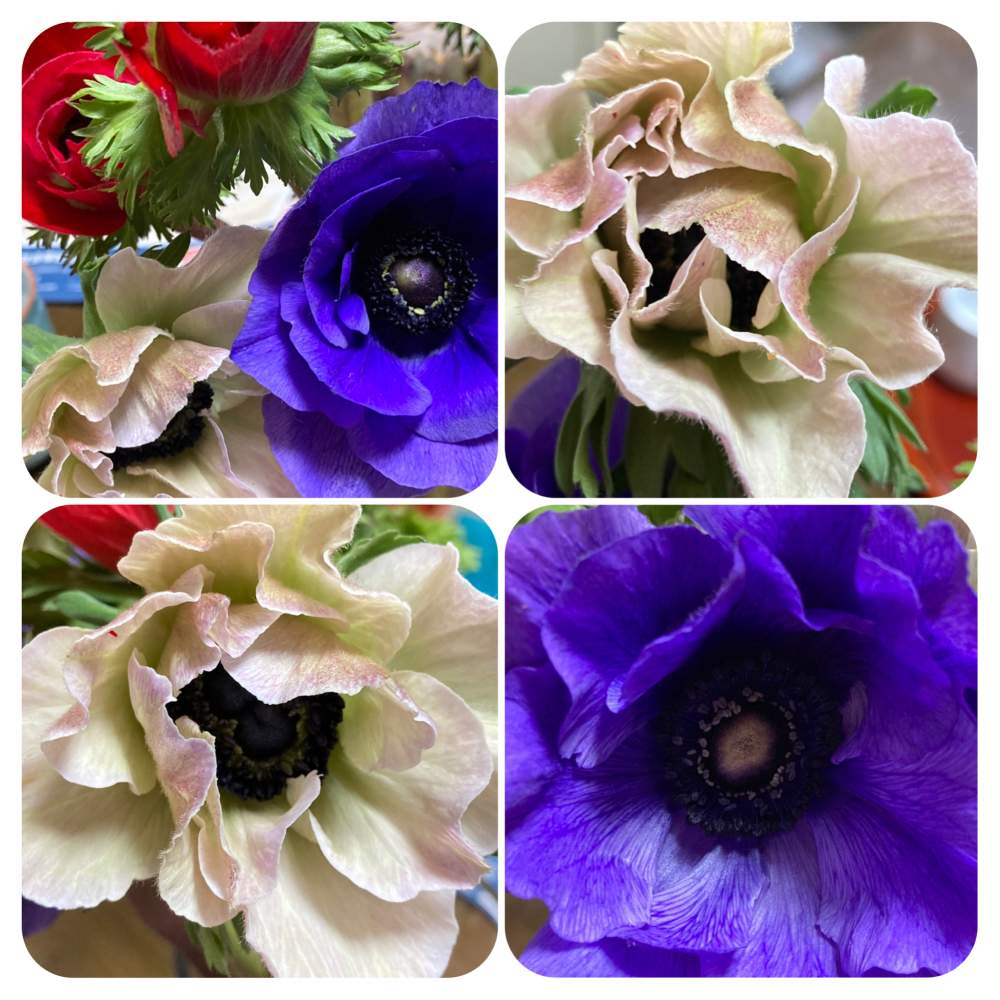 アネモネの投稿画像 By Manabeさん お気に入りの お花屋さんと切り花を楽しむと牡丹一華と花のある暮らしとキンポウゲ科アネモネ属と窓辺とお気に入りの お花屋さんと切り花を楽しむと牡丹一華と花のある暮らしとキンポウゲ科アネモネ属 22月2月21日 Greensnap アネモネの投稿画像 By Manabeさん お気に入りの お花屋さんと切り花を楽しむと牡丹一華と花のある暮らしとキンポウゲ科アネモネ属と窓辺とお気に入りの お花屋さんと切り花を楽しむと牡丹一華と花のある暮らしとキンポウゲ科アネモネ属 22月2月21日 Greensnap