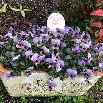 1月の庭の画像 by ゆゆさん | 小さな庭とビオラ・ピンクコアラと花の記録と1月の庭と小さな花と1月の記録と見元園芸と庭の記録