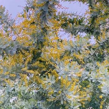 アカシア属の画像 by manabeさん | お出かけ先と銀葉アカシアとミモザと黄色い小さな花と春のお花とマメ科とアカシア属と通り道と月曜日には､ビタミンカラーと葉はシルバーリーフ