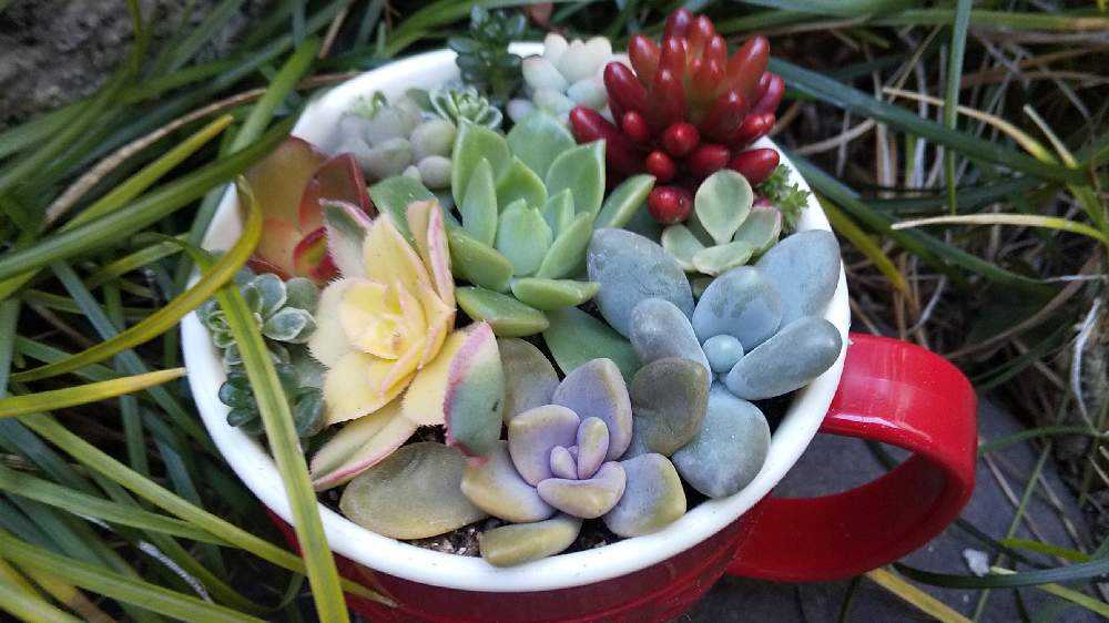 ネルソル仕様の初めての小さな寄せ植え｜🍀GreenSnap（グリーンスナップ）