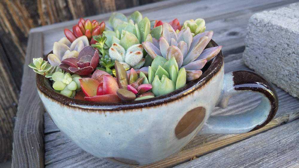 ネルソル仕様の初めての小さな寄せ植え｜🍀GreenSnap（グリーンスナップ）