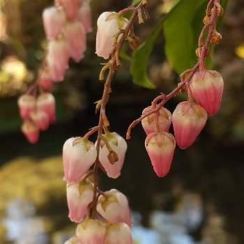 白とピンク色の花の投稿画像一覧 Greensnap グリーンスナップ