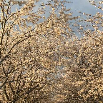 ソメイヨシノ桜のトンネルの画像 by tomokoさん | ソメイヨシノ桜のトンネルと今日の１枚と今日の花とピンクのお花と花いろいろと君も花が好きなのかと綺麗✨