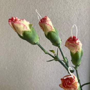 なにこれ？の画像 by テルコちやんさん | 部屋とカーネ－ションとなにこれ？と春光とGSのみなさんに感謝♡と花瓶の花とお花は癒し