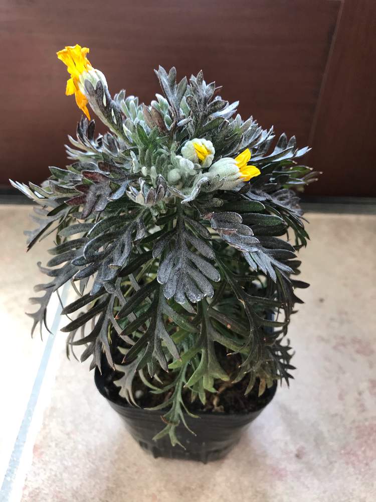 見切り品ユリオプスデージーを育てる Greensnap グリーンスナップ