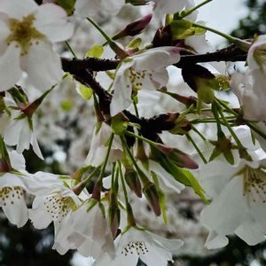 サクラ,ヤマザクラ,山野草,花木,樹木の画像