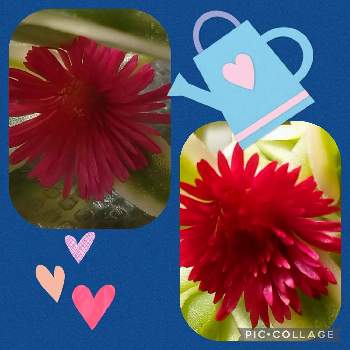 ベビーサンローズ☆の画像 by レモンさん | 窓辺と多肉植物とベビーサンローズ☆とおうち園芸といやし♡と赤い花と可愛い♡