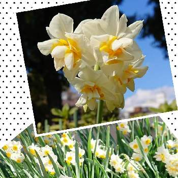 懐かしい花の画像 by プクプクさん | お出かけ先とスイセンと白い花と小さな公園と懐かしい花