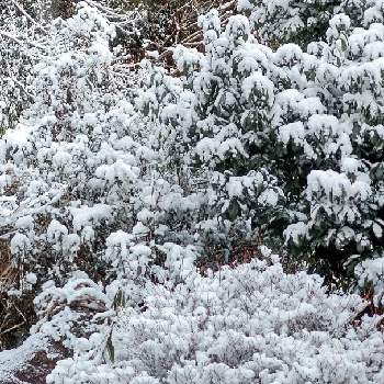 雪の日の画像 by 真理さん | 広い庭とカエデとアラカシとドウダンツツジと雪の日と雪の庭とゲゲゲの月曜日