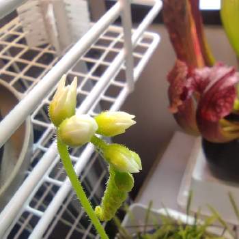 モウセンゴケ類の投稿画像一覧 Greensnap グリーンスナップ