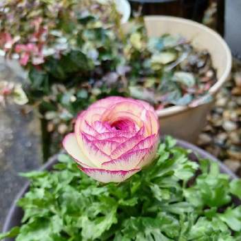 ❤️大好きラナンキュラスの画像 by ノリさん | 小さな庭とピンクのお花とピンクのふちどり♡と❇︎ラナンキュラスと❤️大好きラナンキュラス