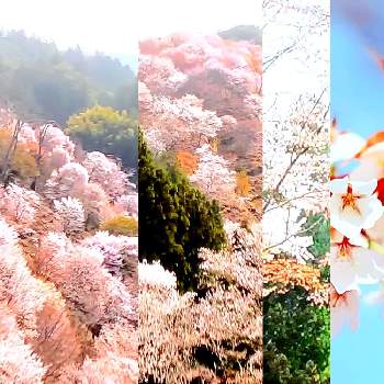 吉野 桜の画像 by ＊mi＊さん | ヤマザクラ（山桜）と吉野 桜といつも心に花束をと心がなごみますと春～よ来い♡早～く来い♡と素敵✨✨✨と花との一期一会と繋がりに感謝ღღとすてきな日々を♪と小庭のある暮らしとGSのみなさんに感謝♡とささやかな幸せと花は癒し.｡.:*♡とここからエールをとお花に癒されて^ ^と素敵な時間と花のある暮らしと心がほっこりと嬉しいなあ～♥️とGS日和❤️と癒しのひと時