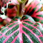 毒々しい植物の一覧｜🍀GreenSnap（グリーンスナップ） 