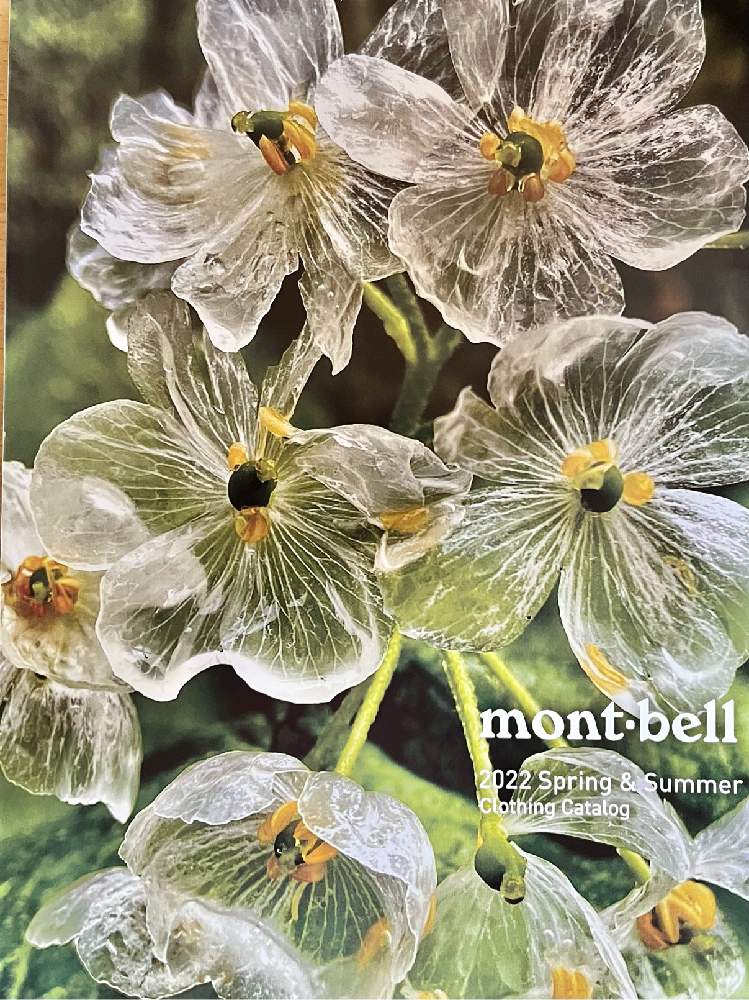 部屋の投稿画像 By みっちゃんさん サンカヨウ と可愛い花とミッチの会とサンカヨウ属と花のある暮らしと小さな花とサンカヨウ と可愛い花とミッチの会と サンカヨウ属と花のある暮らしと小さな花 22月2月21日 Greensnap グリーンスナップ Greensnap 部屋の投稿画像 By みっちゃんさん サンカヨウ と可愛い花とミッチの会とサンカヨウ属と花のある暮らしと小さな花とサンカヨウ と可愛い花とミッチの会と サンカヨウ属と花のある暮らしと小さな花 22月2月21日 Greensnap グリーンスナップ Greensnap