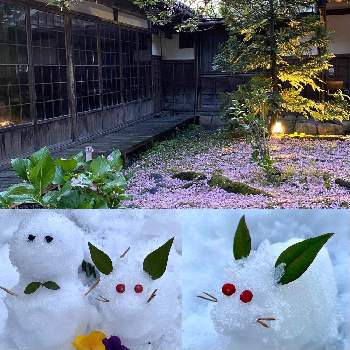 雪うさぎ。の画像 by M'sGardenさん | お出かけ先と雪景色と雪だるまと今日のお花と南天ナンテンと雪うさぎ。