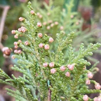 コノテガシワ の投稿画像一覧 Greensnap グリーンスナップ