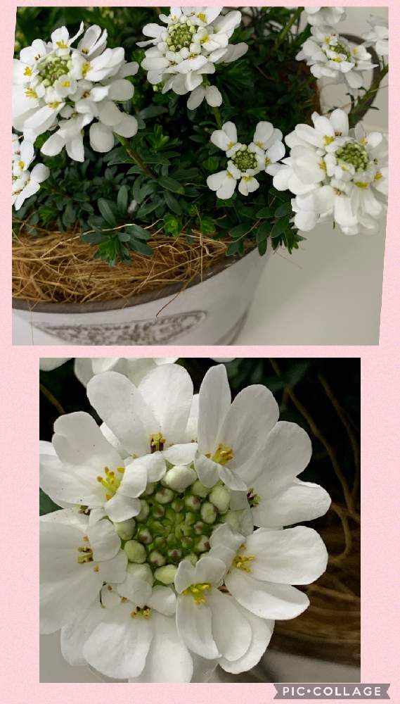 イベリスの投稿画像 By まりも さん 冬の楽しみと感謝と聖子ちゃんの歌をもう一度 ﾟとイベリス と応援花 と小さな庭の植物と初春と素敵な出会いに感謝とかわいいと白い花と癒しのひと時とバルコニー ベランダと冬の楽しみと感謝と聖子ちゃんの歌をもう一度