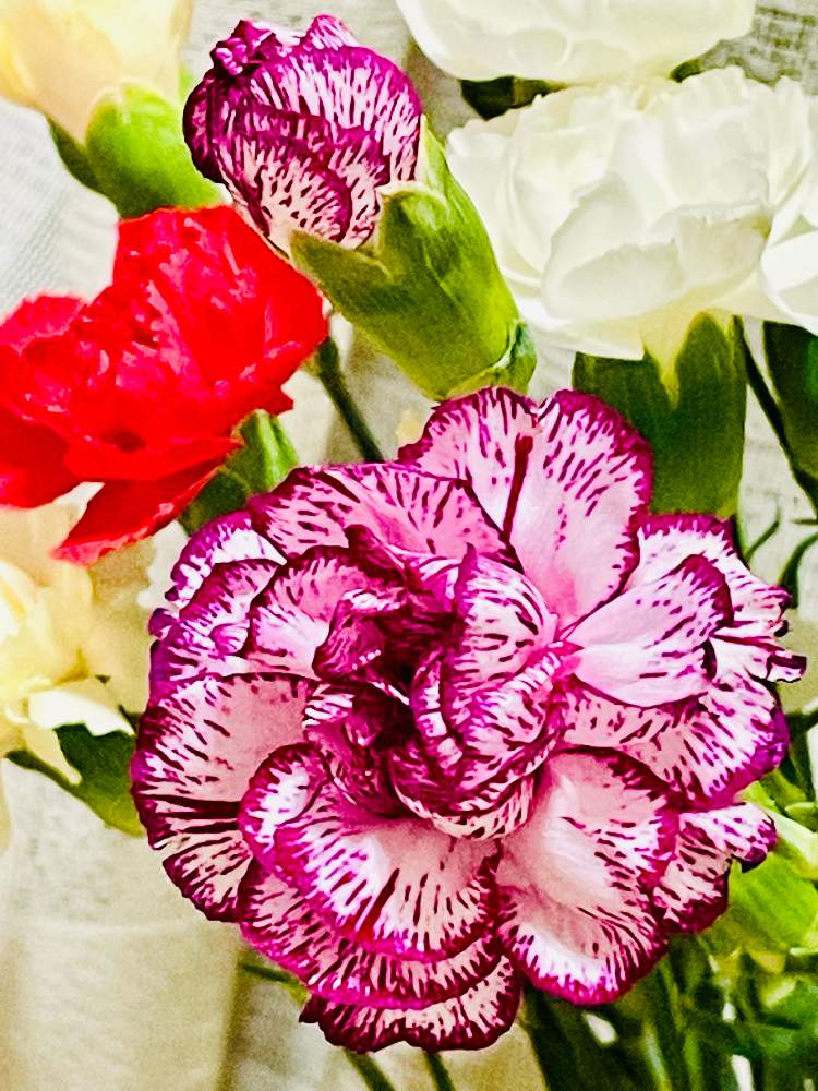 カーネーションの投稿画像 By レモン茶さん カーネーション スペクトロと部屋と紫色と感謝と珍しいとありがとうと花言葉 と変わった色合いと紫色と感謝と珍しいとありがとうと花言葉と変わった色合い 22月2月21日 Greensnap グリーンスナップ Greensnap