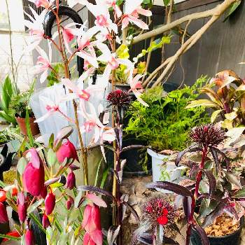 ピメレア ピソディスの投稿画像一覧 Greensnap グリーンスナップ ピメレア ピソディスの投稿画像一覧 Greensnap グリーンスナップ