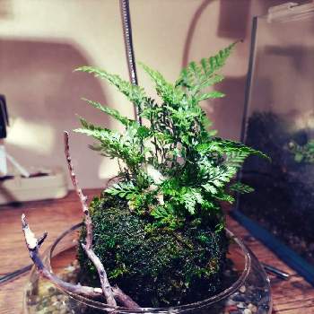 ダバリアの投稿画像一覧 Greensnap グリーンスナップ ダバリアの投稿画像一覧 Greensnap グリーンスナップ