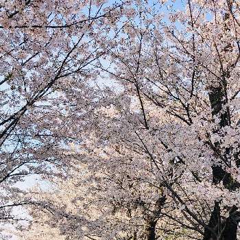 たくさん咲いてるの画像 by はなあーちゃんさん | お出かけ先とソメイヨシノとたくさん咲いてると癒される♡と桜 ソメイヨシノと優しい花に癒やされてとさくら 桜 サクラと今日のお花と綺麗と美しい✨✨