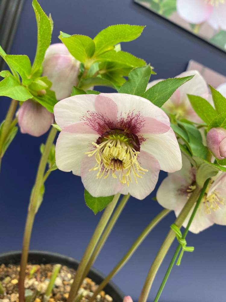 第回 クリスマスローズの世界展 前編 Greensnap グリーンスナップ