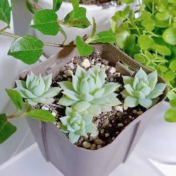 インテリア小物 多肉植物 36 マクドガリー錦 Dokutoku No Jouhin