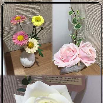 ジニア百日草の画像 by taka-chanさん | バス/トイレと花のある暮らしと薔薇の花とジニア百日草と花を愛でる
