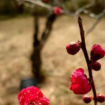 梅 鹿児島紅 の投稿画像一覧 Greensnap グリーンスナップ