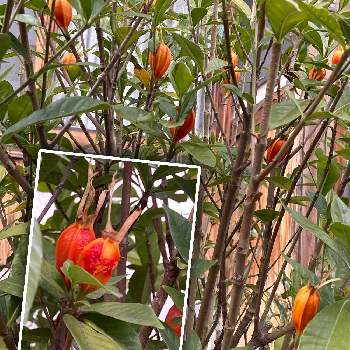 クチナシの実 の投稿画像一覧 Greensnap グリーンスナップ